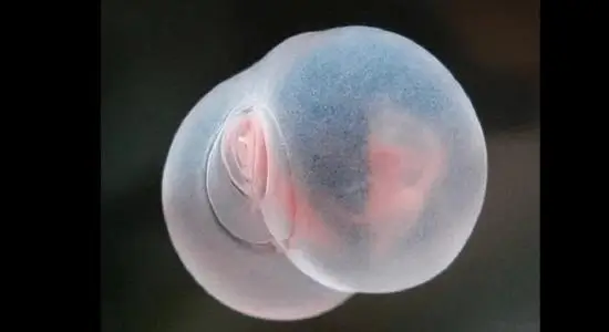 Pigbutt worm หนอนทะเล