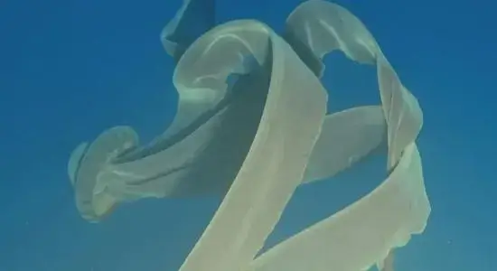 giant ghost jellyfish